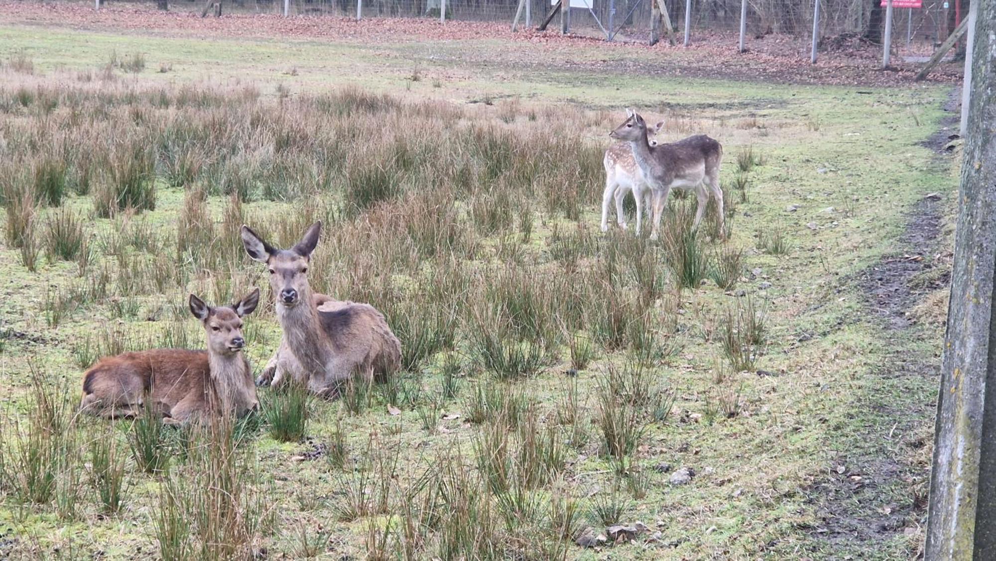 Trzciel Rancho Coloradoヴィラ エクステリア 写真