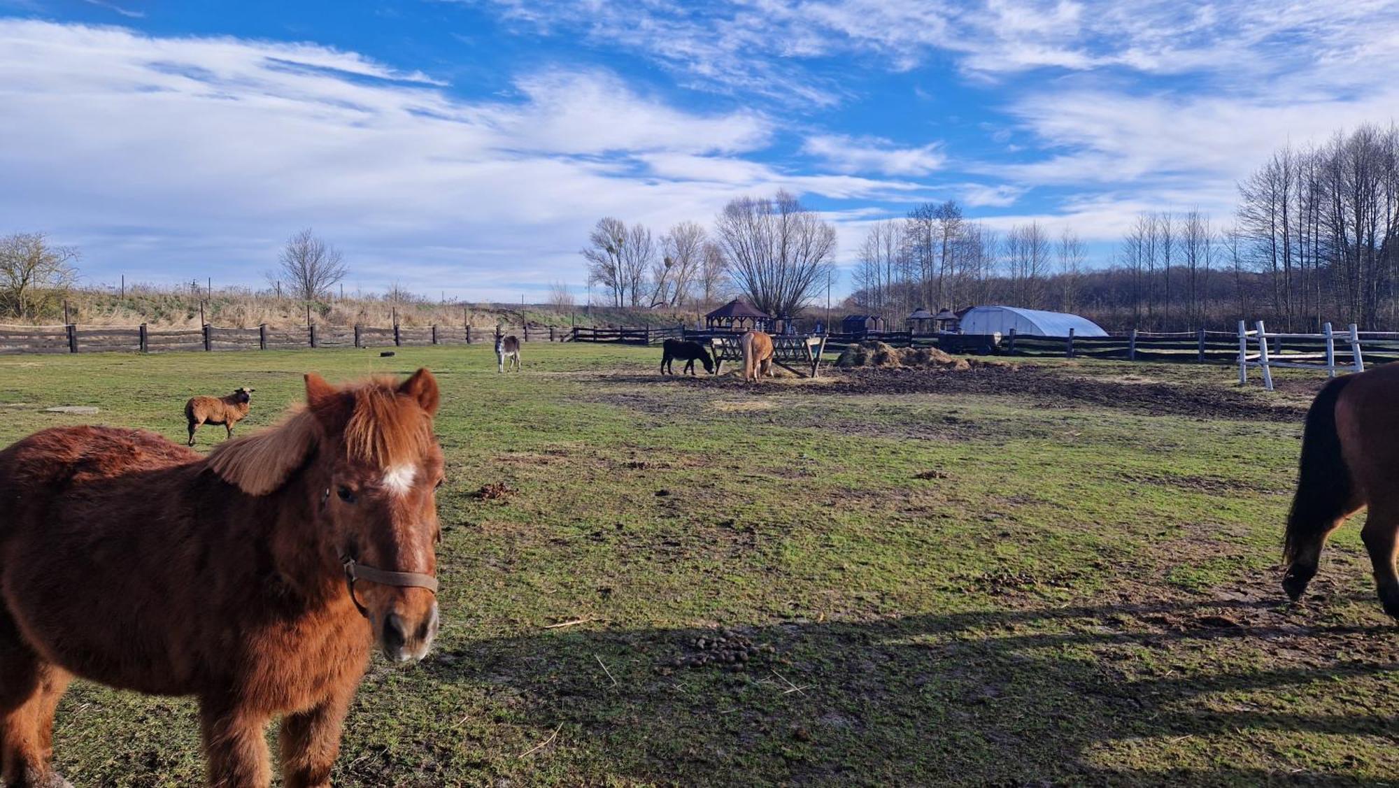 Trzciel Rancho Coloradoヴィラ エクステリア 写真